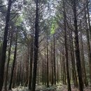 물영아리식당2호점 | [제주도 한달살기 특집] 4일차 - 머체왓숲길(소롱콧길), 더클리프, 네거리식당, 서귀포 매일올레시장