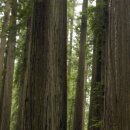 레드우드 이미지