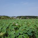 서수원자이(아) 이미지