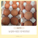 농업회사법인 주식회사 물멍 | [농업회사법인 양계장청년 주식회사] 유정란 후기