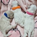 신도시켄넬 이미지