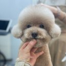 몽크의 아뜰리에 네이버블로그