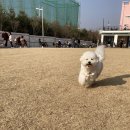 도그아로마 이미지