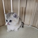 냥만스럽개 이미지