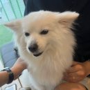 천안 중대형견카페 통이네다방 재방문 후기