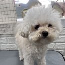 언니네 펫 이미지