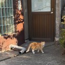 세븐일레븐 음성코코점 | #282 감기 조오심