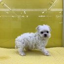 멍멍클럽 이미지