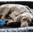 좋은켄넬 이미지