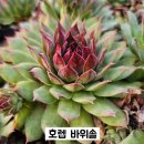 G0219 이미지