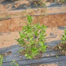 정가짬뽕 이미지