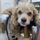 두암동물병원 이미지