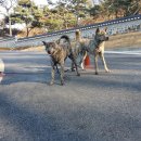 머루와 다래 이미지