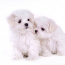 이삭애견훈련소 이미지