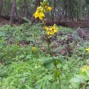 안씨농장 이미지