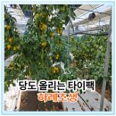 하례 2교차로 4 | 당도 올리는 타이팩 하례조생 걷음