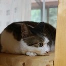 쓰담쓰담