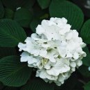 곰여행사 Daum카페