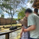 정글타운 | 푸켓 아이랑 가기 좋은 투어｜엘리펀트 코끼리 정글 생츄어리후기, 가족 태교여행