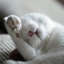 고양이 발바닥 이미지