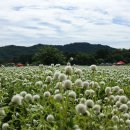 천일홍축제 Daum카페