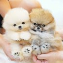 보은메디칼 | 새끼강아지무료분양 말티즈 빠삐용 무료입양 진행 후기! (feat. 보은 금산 중구)