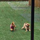 고려애견 이미지