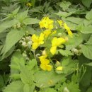 평촌고등학교 이미지