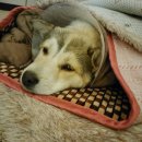 새마산동물병원 이미지