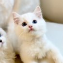 피치플랜 이미지