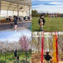 (주)수레와바퀴 | 예산 아그로랜드 태신목장 겹벚꽃 수레국화 서울근교 주말 아이랑 갈만한곳