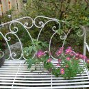 로뎀나무 이미지