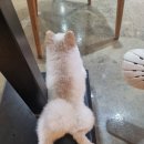 멍뭉몽 이미지