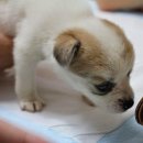 똥강아지 - 9465 | 똥강아지