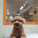 댕바라기 이미지