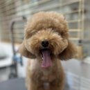 새하얗개 이미지