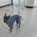 재미나개 이미지