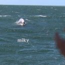 꿈꾸는 고래 이미지