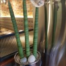 뽀끼 매니아 이미지