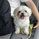 부티크멍 애견미용실 | 스트레스 없는 부천애견미용실 추천!!(부티크멍)