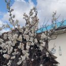 매화작은도서관 이미지