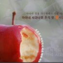마야네사과나무