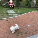 봉화강아지마을 이미지