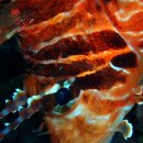 푸켓스킨스쿠버다이빙 마이톤섬 선셋다이빙 수중사진 SSI강사과정 시밀란리브어보드전문 빠통비치한국인게스트하우스&한식당섬 이미지