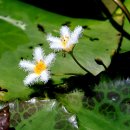 고고한 빛깔 어리연꽃 이미지