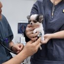 안심동물의료센터 이미지