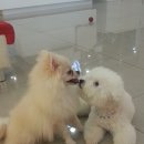 안나 제니 펫샵 | 해운대 안나제니펫샵 ♡