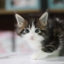 서울고양이분양 묘연 이미지