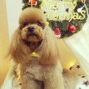 마이펫살롱 이미지