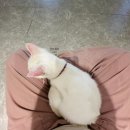 노라조 | 인천고양이카페 노라조야옹아에서 힐링 후기!